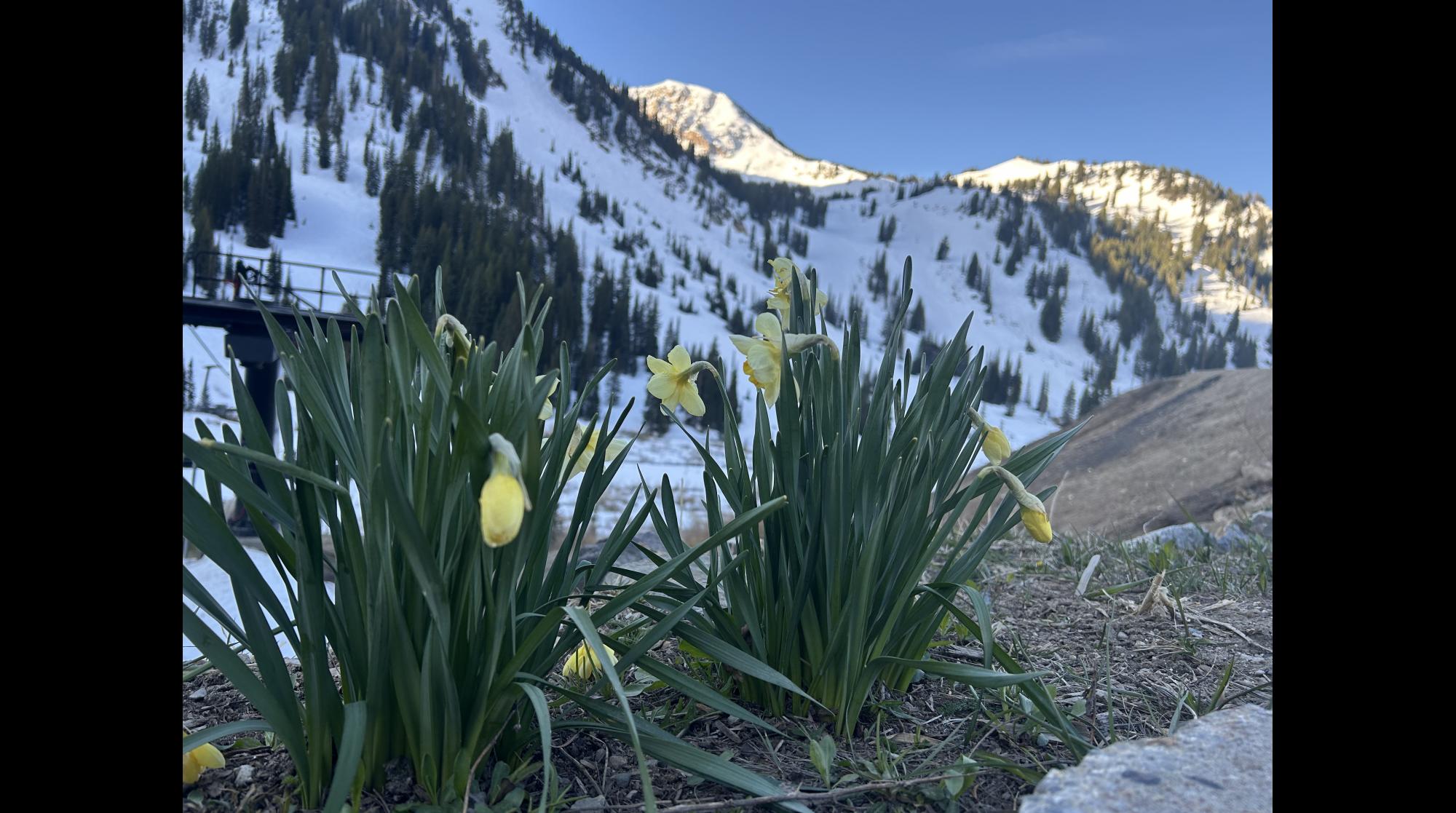 Spring Flowers